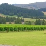 Winery Tour in New Zealand: Explore Auckland's Vineyards