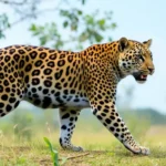 Yala National Park Safari: Where to Spot Leopards in Sri Lanka