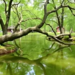 10 must-see attractions in O Grove and nearby areas
