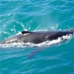 Hermanus, top destination for whale watching in South Africa
