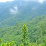 Where to Stay in Colombia's Coffee Region: Areas and Hotels