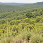 Australia transit visa, ETA and e-Visitor guide